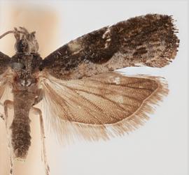  Male. © Loren Jones. Image used with permission.
